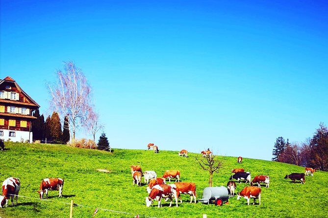 Cheese, Chocolate and Wine in the Bern Region from Luzern - Price and Value for $954.73 Per Person: When It Makes Sense