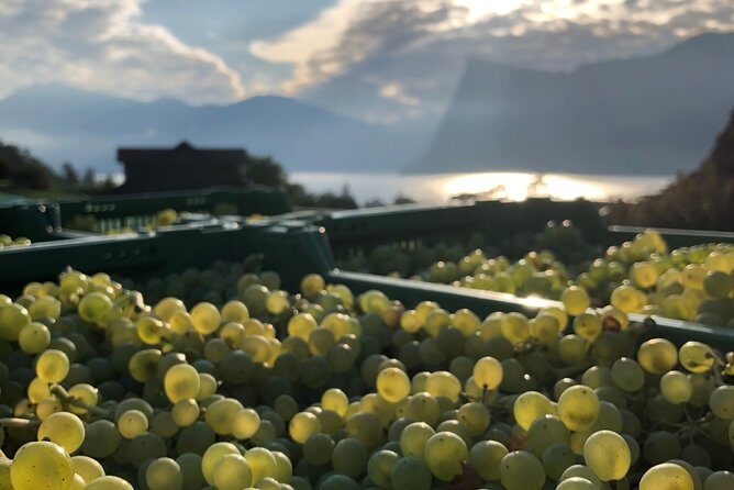 Cheese, Chocolate and Wine in the Bern Region from Luzern - Maison Cailler in Broc: Chocolate, History, and Real Samples