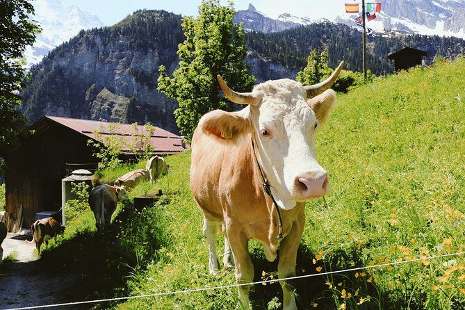 Discover Interlaken’s most Photogenic Spots with a Local - Höhematte Park: where the mountains show up