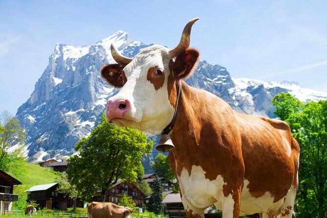 From Zurich: Rhine Falls, Chocolate and cheese factory (KTZ373) - Appenzell village for about an hour: pretty streets, tight timing