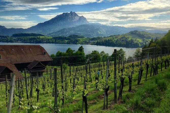 Half-Day Lake Lucerne Country Walk - From Torbogen to the Alps: a half-day that feels like a full reset