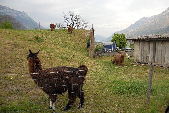 Interlaken Private Tour: Mountains Cows, Thun Lake, and Brienz Lake - Guide Energy and Timing: Staying Comfortable While You Cover a Lot
