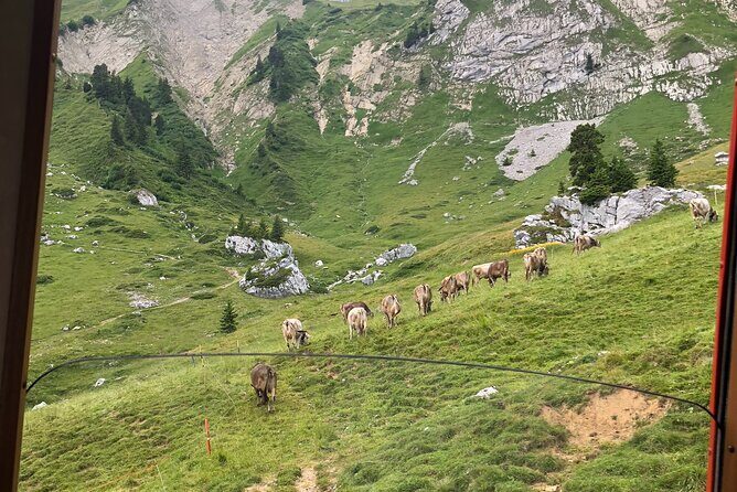 Mt. Pilatus with Lake of Lucerne Cruise Private Tour from Lucerne - Stop 4 on the way down: the world’s steepest cogwheel to Alpnachstad