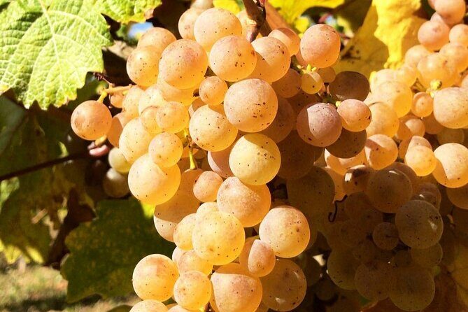 Pinot Noir & Pinot Wine Tour to Baden-Württemberg - Ihringen Lunch Break: Use the Time for Real Local Flavor
