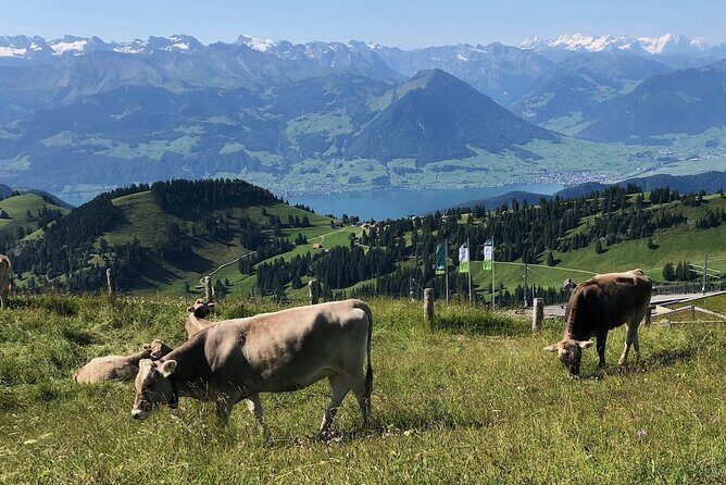 Private Guided Hike on Mt. Rigi with Farm Visit and BBQ - Cruising back to Lucerne by boat: the calm finale