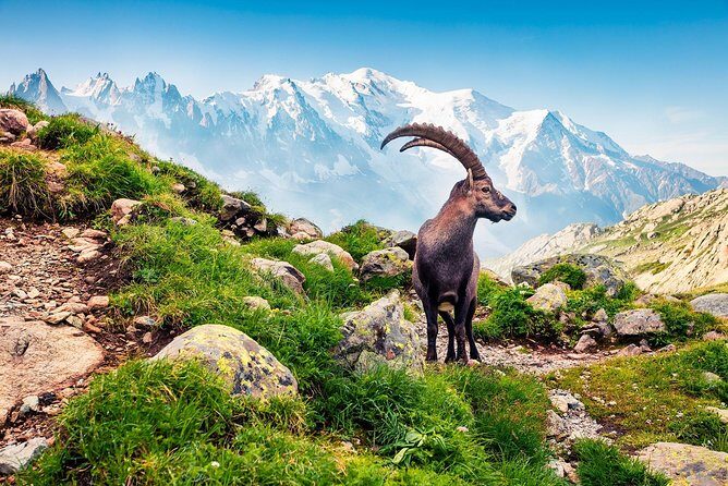 Private Trip from Geneva to Swiss Riviera Montreux & Chamonix - What’s not included: cable cars and professional guide time