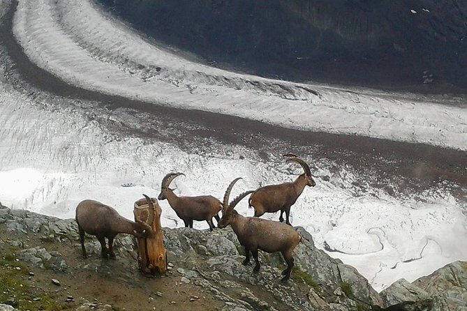 Zermatt & Mt. Gornergrat Small Group Day Trip from Bern - The Visp connection and the cogwheel ride into Zermatt